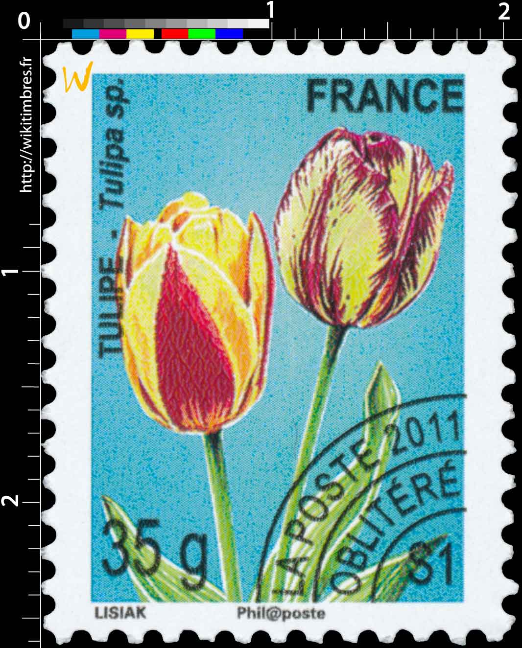 2011 TULIPE - Tulipa sp.