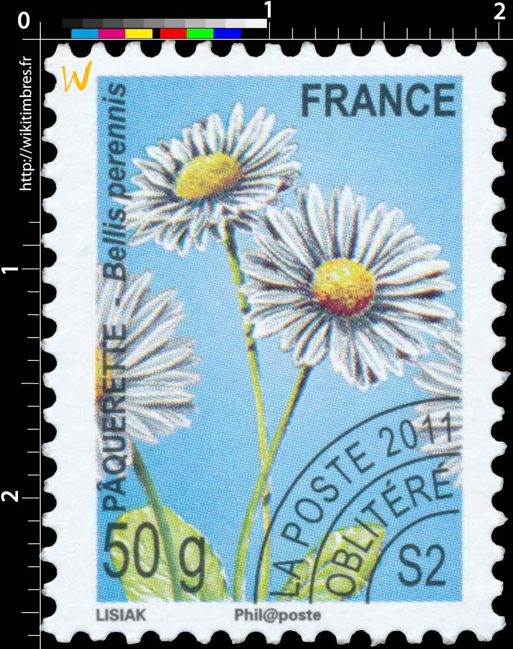 2011 Pâquerette - Bellis perennis