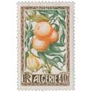 Algérie - Oranges et citrons 