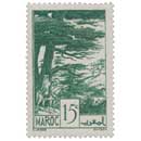 1939 Maroc - Forêt de cèdres - Ifrane