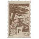 1945 Maroc - Forêt de cèdres - Ifrane