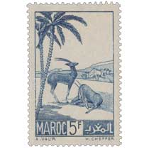 1939 Maroc - Gazelles