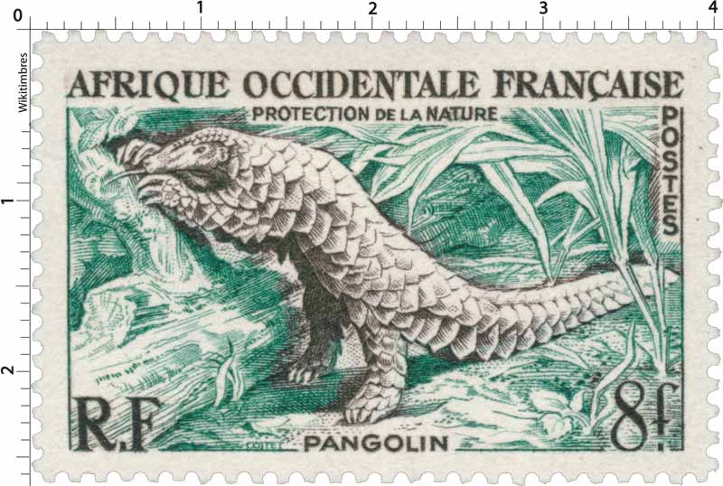Afrique Occidentale Française - Protection de la nature - Pangolin