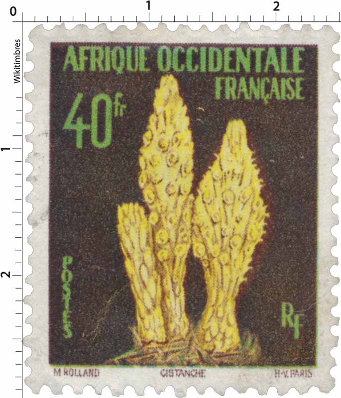 Afrique Occidentale Française - Cistanche