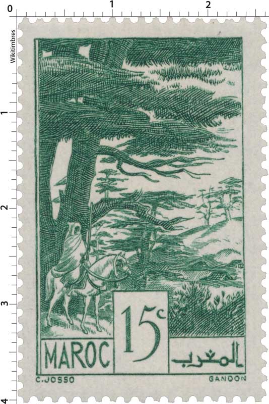 1939 Maroc - Forêt de cèdres - Ifrane