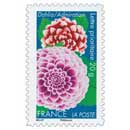 2012 Dahlia / Admiration