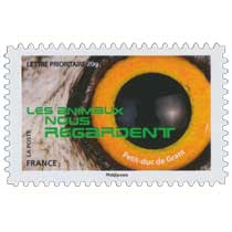 2015 LES ANIMAUX NOUS REGARDENT - Petit-duc de Grant