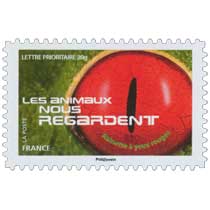2015 LES ANIMAUX NOUS REGARDENT - Rainette à yeux rouges