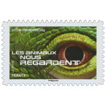 2015 LES ANIMAUX NOUS REGARDENT - Iguane des Fidji 