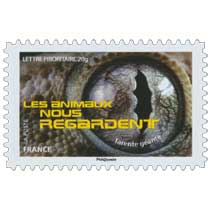 2015 LES ANIMAUX NOUS REGARDENT - Tarente géante 