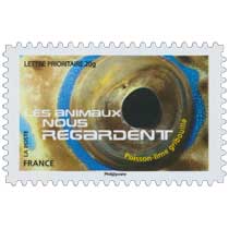 2015 LES ANIMAUX NOUS REGARDENT - Poisson-lime gribouillé 