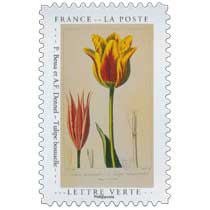 2020 P. Bessa et A.F. Dennel – Tulipe bossuelle