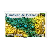 2024 Caméléon de Jackson