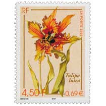 2000 Tulipa lutea