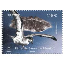 2023 Pétrel de Barau (La Réunion)