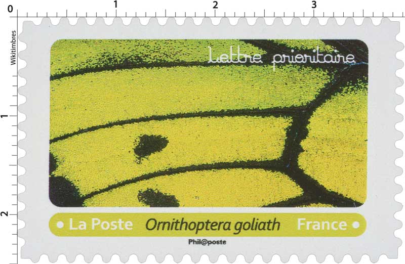 2020 Ornithoptera goliath