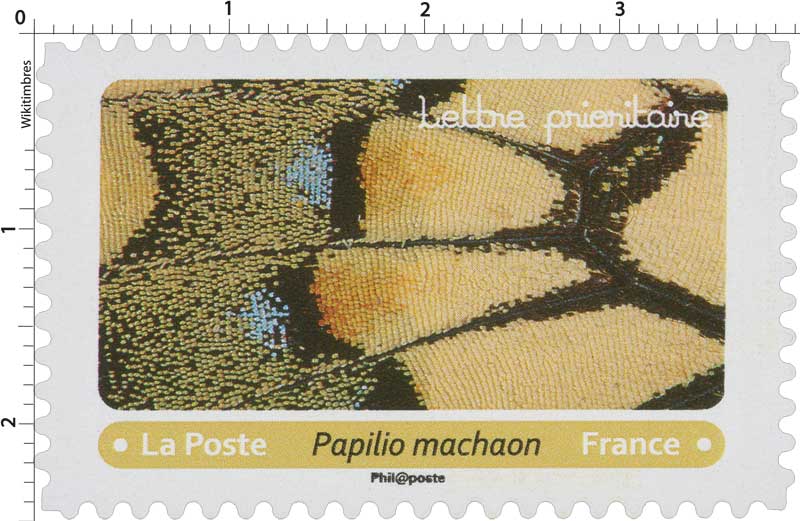 2020 Papilio machaon