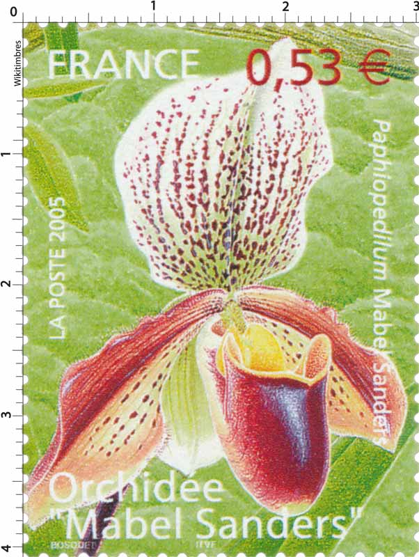 2005 Orchidée Mabel Sanders Paphiopedilum Mabel Sanders