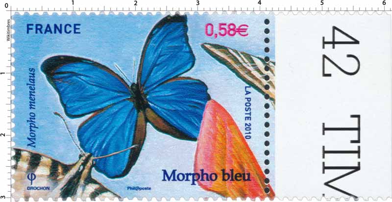 2010 Morpho bleu - Morpho menelaus