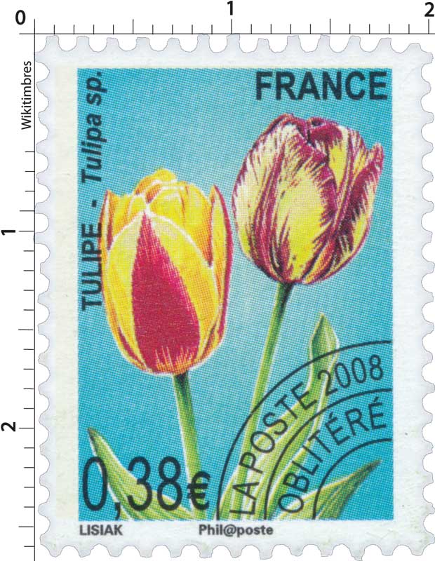 2008 TULIPE – Tulipa sp.